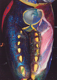 sg13